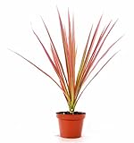 PLAT FIRM Germinación de Las Semillas: Rojo Vivo Cordyline 'Red Star' - 4' Pot Casa de Las Plantas Recuerdos Fã¡Cil Cuidado Hardy