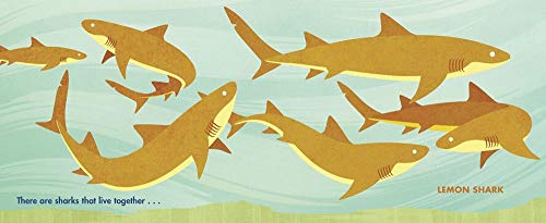 Chomp: A Shark Romp - Image 4