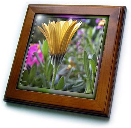 3dRose ft_11505_1 Yellow Gerber Daisy Framed Tile, 8 by 8-Inch