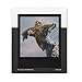 Polaroid Go Color Film Double Pack (Black Frame Edition, 5-Pack) with Storage Box Bundle (6 Items)