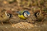 10 Kg (4 x 2,5 kg) Fettfutter Vogelfutter Wildvogelfutter