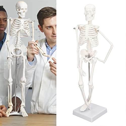 45cm Human Skeleton Model Anatomy - Mini Skeleton with Removable Arms & Legs Mandible for Science Lab Classroom