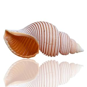 Chaasdeom Muschelhorn 8-10cm Natürliche Muschelschale