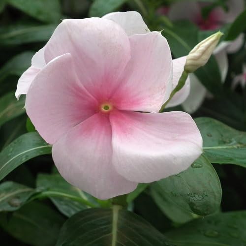 Plant World Seeds - Vinca Rosea Seeds (Exotic Flower Seeds)