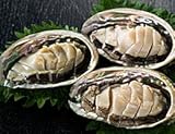 天草特産　活きアワビ　500g