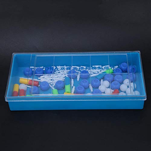 Modello di DNA a doppia elica educativo