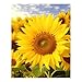 5D Diamond Painting Kits for Adult, Sunflowers Diamond Art Kits for Beginners Fun DIY Crafts Round Diamond Art Canvas Home Wall Decor 16