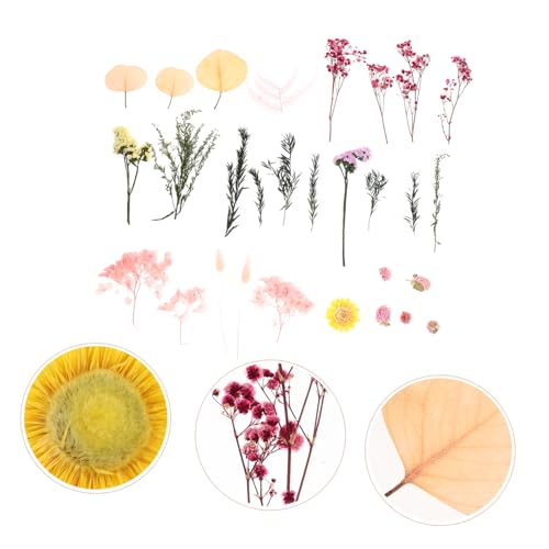 Kit de flores secas para decoración Alipis miniatura 7