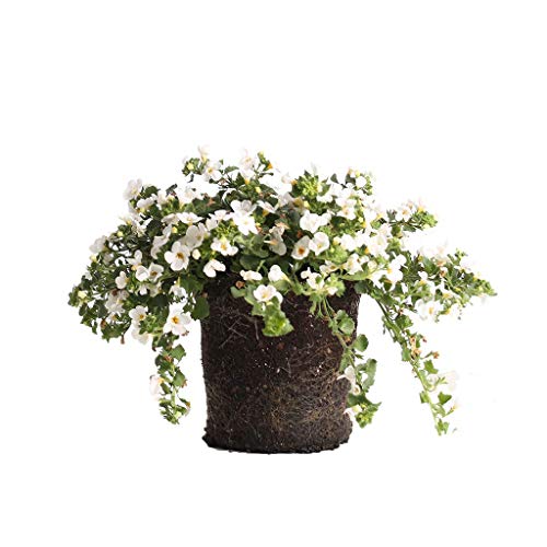 Plants by Post Gallon Bacopa White