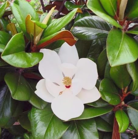 Magnolia grandiflora ‘Teddy Bear’ Live Tree – Compact Southern Magnolia – Huge Fragrant White Flowers – Evergreen Ornamental Tree – 1–2 Ft Tall in Grower’s Pot