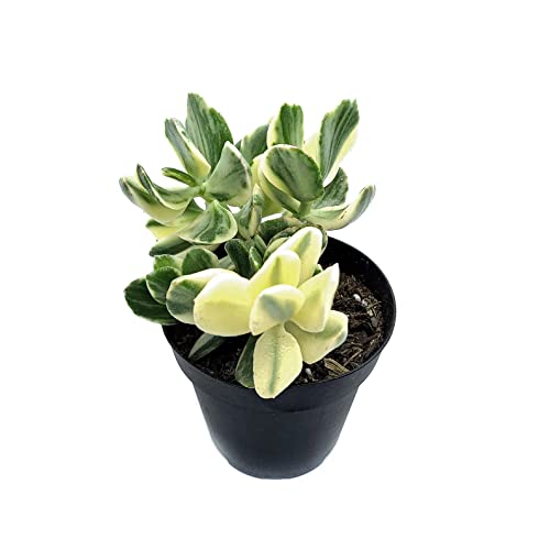 Variegated Jade Ovata Succulent Plant - Live House Plant In Mini Pot (Ships From Malibu Tropical Nursery In California) White-Green #TOP4
