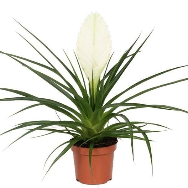 Cyanea o Bromelia Pluma Natural - Flor Blanca