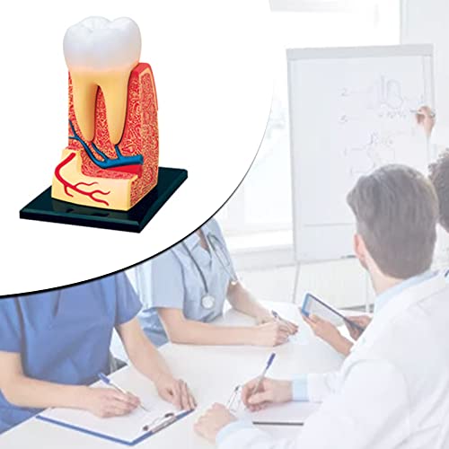 Modèle de dents éducatif WUURAA pour démonstration en classe - 7