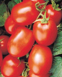 tomato ページ。 Tomato SVTE 8444 F1 | Tomato | Agroduka Limited