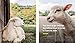 Ewe Do Ewe: Wisdom to Get You Through the Good, the Baaad, and Everything in Between