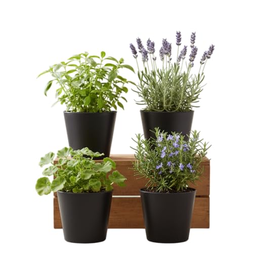 Pack Decoración Natural Antimosquitos de 4 Plantas Vivas DECOALIVE | Geranio Citronela, Albahaca Estrecha, Romero y Lavanda