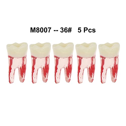 Debksgeoti DETESI-20230331-M8007 5Pcs Dental Root Canal Pulp Cavity Teeth Model Endodontic Practice Rct Typodont M8007 11# 14# 16# 21# 33# 34# 35# 36# 44# 45# Practicing Study Teach thumb #8