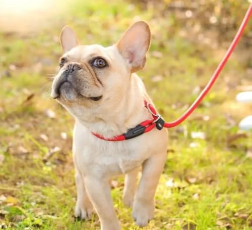 Guia De Passeio Unificada Vermelha Para Cães WALKDOG Corda Coleira Reforçada E Resistente Trava Anti