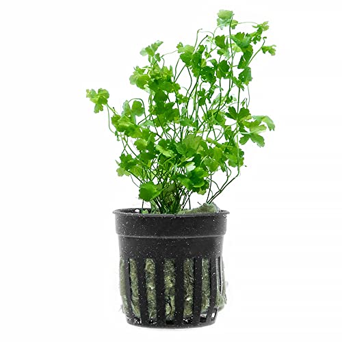 SubstrateSource Live Aquarium Stem Plants - Freshwater Aquatic Plant for Fish Tanks, Aquascaping - (Diamond Ludwigia Peruensis, 1 Bunch)