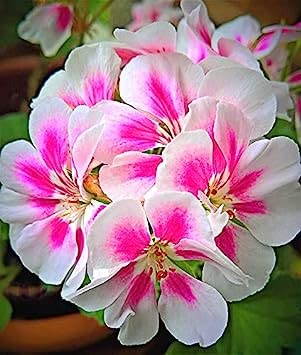 Semi di geranio splendida piantagione perenne in autunno giardino regali abire ambienteperennial-200 semi:Seeds