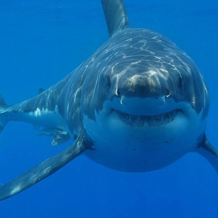 Amazon.com : 3dRose fl_108355_1 Underwater Great White Shark