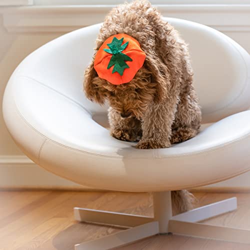Disfraz bandana calabaza para perro Midlee Halloween miniatura 5