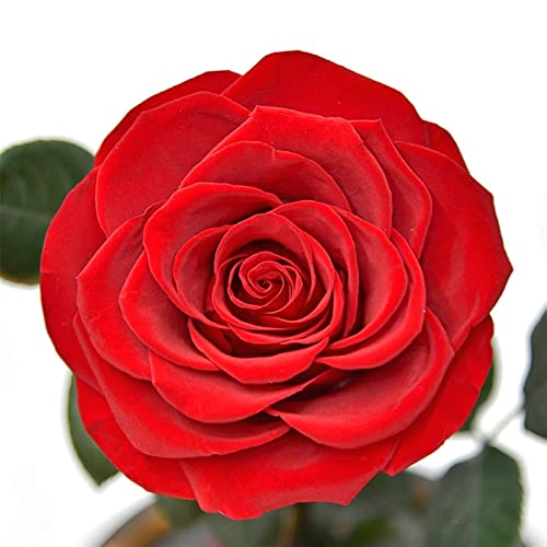 Pacote de presente de decoração de rosa eterna preservada de flor real em redoma de vidro para o dia