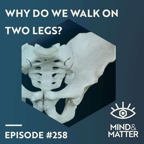 Evolution of Bipedality, Human Pelvis, Muscle & Brain | Terence Capellini | 258 Podcast Por arte de portada