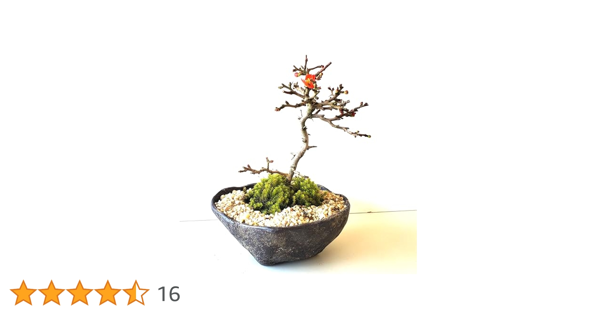 龍岩石+黒松2本+山モミジ2本+長寿梅赤花+長寿梅白花+楓=まとめ売り 龍岩石+黒松2本+山モミジ2本+長寿梅赤花+長寿梅白花+楓=まとめ