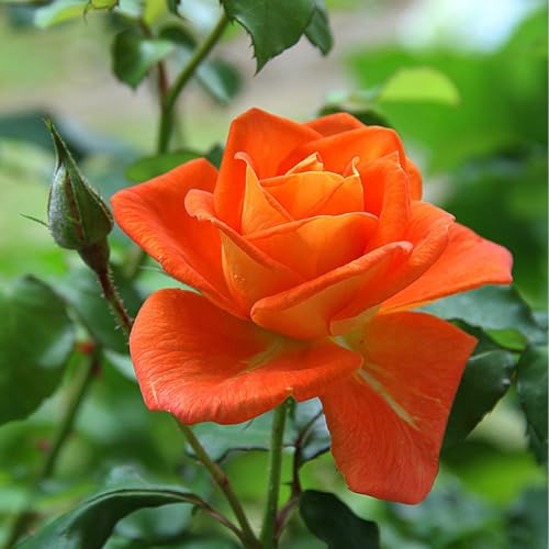 Fragrant Rose Bushes Plant Live, Bright Orange