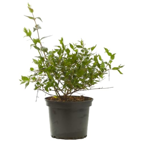 Verdecora Abelia em vaso 3L | Planta natural de exterior, arbusto com flores aromáticas e folhagem decorativa