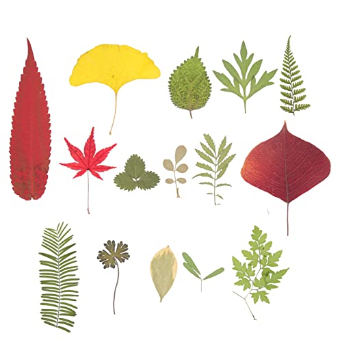Hohopeti 1 Material De Gravação De Flores Secas Adesivo De Flores Secas Folhas Secas Naturais Outono