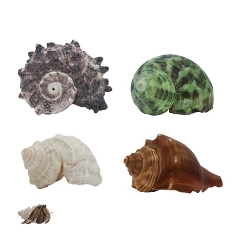 Image of WishLotus 4Pcs Hermit Crab Shells, Natural Hermit Crab Shells Medium to Large, 0.6-1.4inch Opening Hermit Crab Decor for Beach Supplies Conch Habitat (4)
