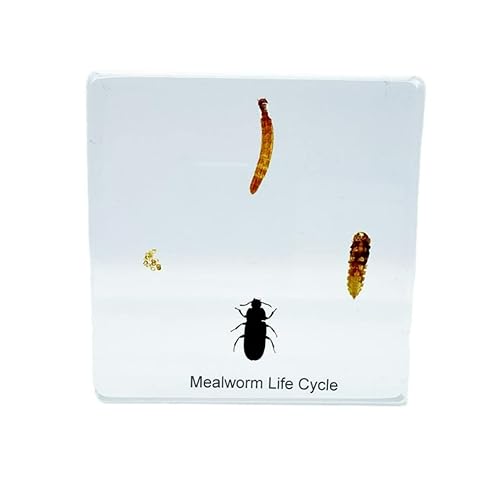 Ámbar de alta definición (estrella de mar, escorpión, cucaracha, mariposa, pescado, libélula) Espécimen de resina de insectos, resina ámbar para