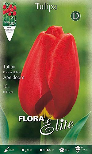 BULBI AUTUNNALI TULIPANO DARWIN HYBRID APELDOORN CONFEZIONE DA 10 BULBI BULBS