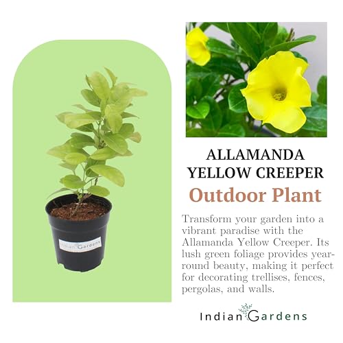 Image of Indian Gardens - Creeper Plant | Ornamental Climber for Balcony, Terrace & Garden | Easy to Grow Plant in 4 inch Pot (Allamanda)