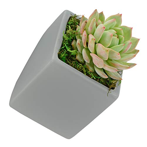 Arcadia Garden Products WP19 Small Cube Wall Planter 3-Pack Gray, Light Grey by Arcadia Garden Products - Image 2