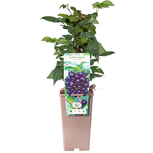 Blackcurrant Ribes Ben Hope | Delicious Fruit Plant Shrub | 30-50cm Potted