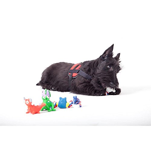 Dingo Dog Harness Handmade Reflective STRONG Modern Sport Type Red 13479 - Image 3