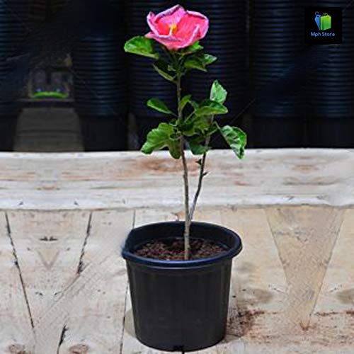 Amazing Store Hibiscus (Pink) Plant Amazon.in Garden & Outdoors