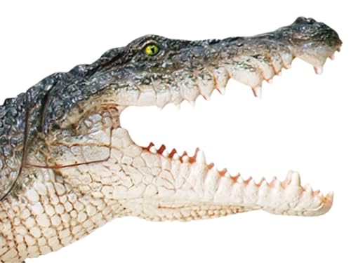 Modèle d'anatomie crocodile AMITD pour cours de biologie