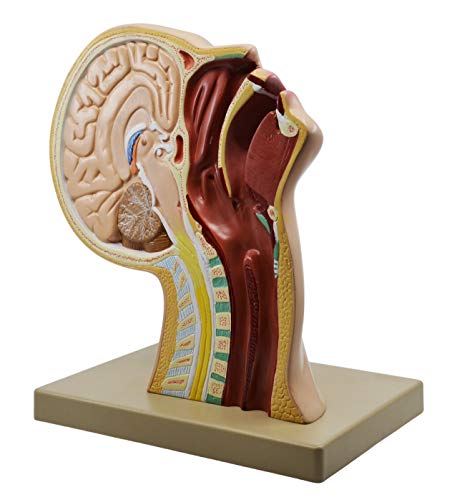 Image of EISCO Nasal Swab Training Model, 12 Inch - for Demonstration of Nasopharyngeal Testing - Made of PVC