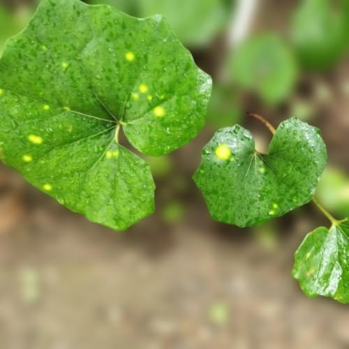 観葉植物 ツワブキ」の人気商品一覧 | 安い商品を通販サイトから探す