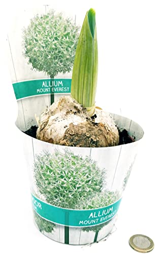 POWERS TO FLOWERS - AGLIO GIGANTE BIANCO, ALLIUM GIGANTEUM MOUNT EVEREST, vaso 12 cm diametro, pianta vera