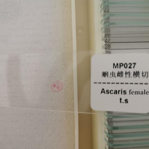 1 Piece Female Ascaris lumbricoides Parasitology Prepared Slides wholesale supplier