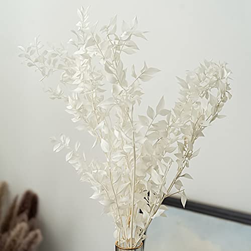 Ramo de Flores Preservadas Dried Ruscus 45 cm Blanco miniatura 5