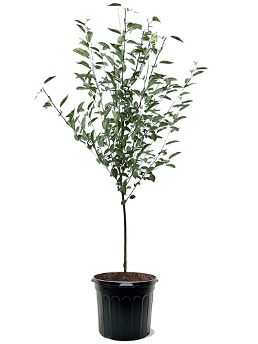 American Plant Exchange Cherry Tree 'Sweetheart' – Live Fruit-Bearing Plant, 7-Gallon Pot, Cold Hardy, Sweet Edible Cherries for Outdoor Orchards and Landscapes