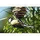 dobar® Meisenknödelhalter - Futterspirale für Meisenknödel - Vogelfutterspender aus Metall - Futtersäule für Wildvögel für Garten/Terrasse/Balkon - Ø 7,5 x 11 (26,5) cm - Grün