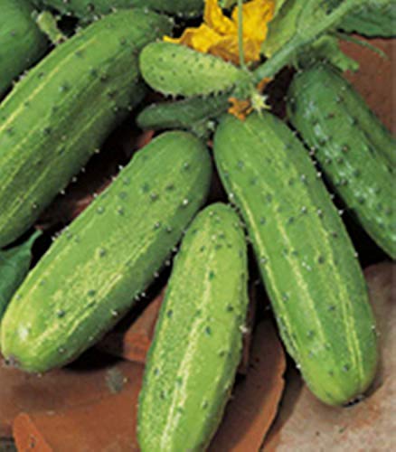 Rare Seeds Cucumber DAR Organically Grown Russian Vegetable