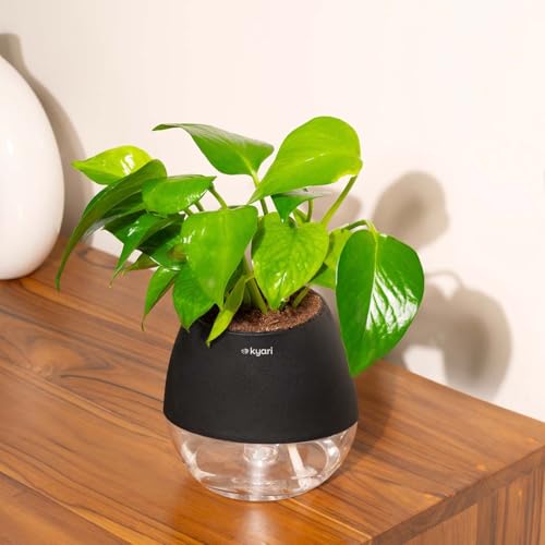 Image of Kyari Money Variegated Indoor Live Plants with Black Self Watering Pot - Oval Pot 4 Inch